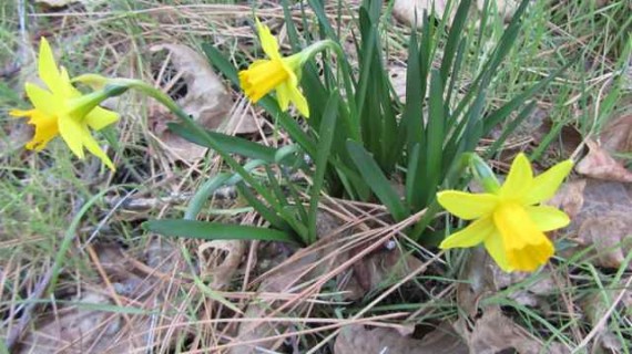 first daffodils